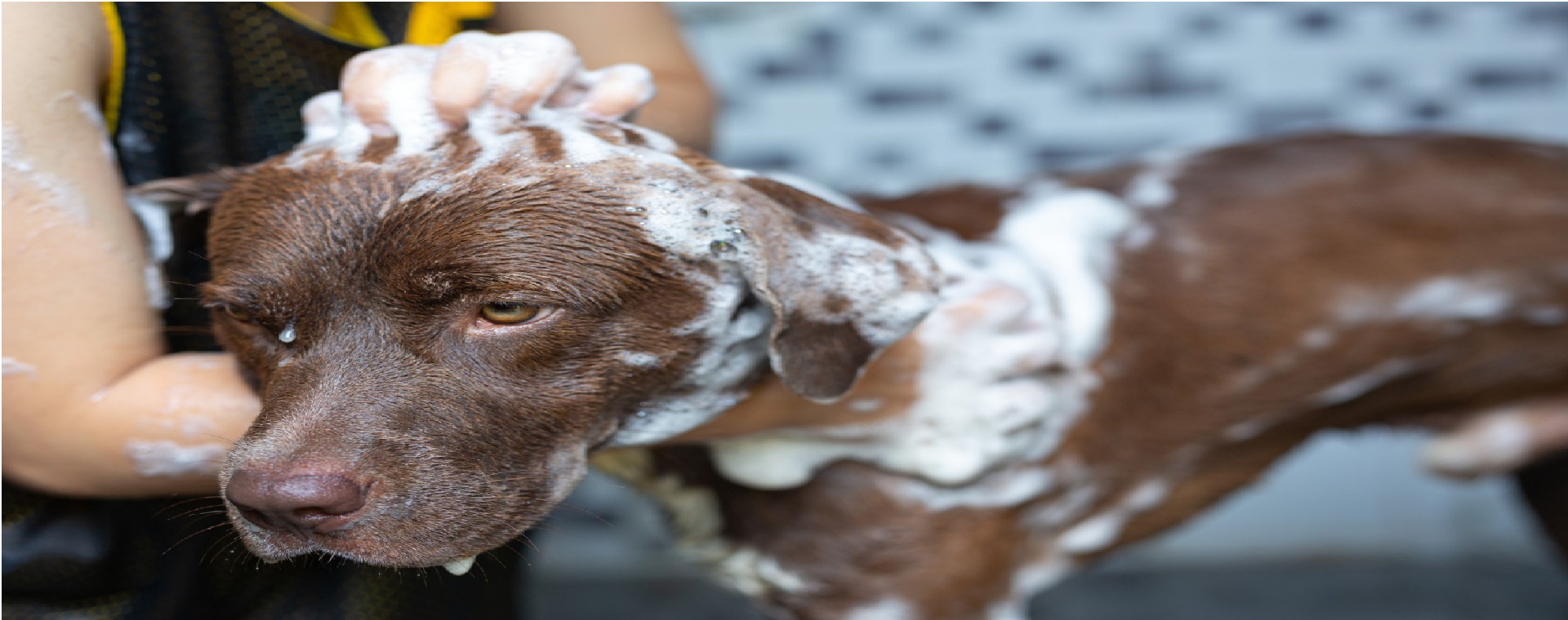 Cachoro Tomando Banho